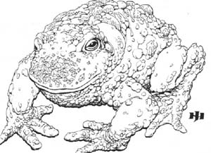 Datei:Critter Stone Toad.jpg