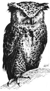 Datei:Critter Gloaming Owl.jpg