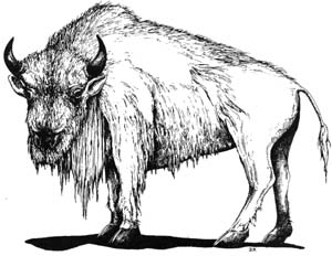 Datei:Critter White Buffalo.jpg