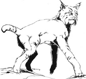 Datei:Critter Mist Lynx.jpg