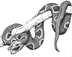 Datei:Critter Mimic Snake.jpg