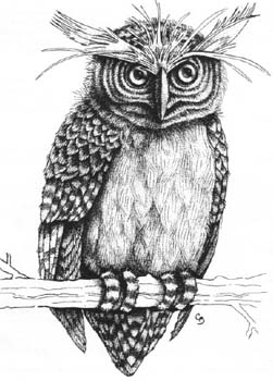 Datei:Critter Oracle Owl.jpg