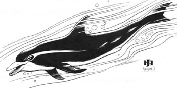 Datei:Critter Storm Dolphin.jpg