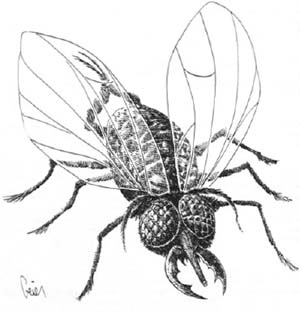Datei:Critter Ghede Fly.jpg