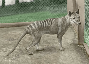 Datei:Tasmanischer Tiger.png