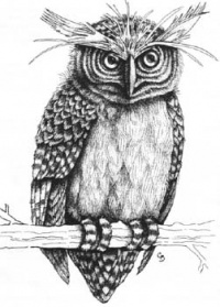 Critter Oracle Owl.jpg